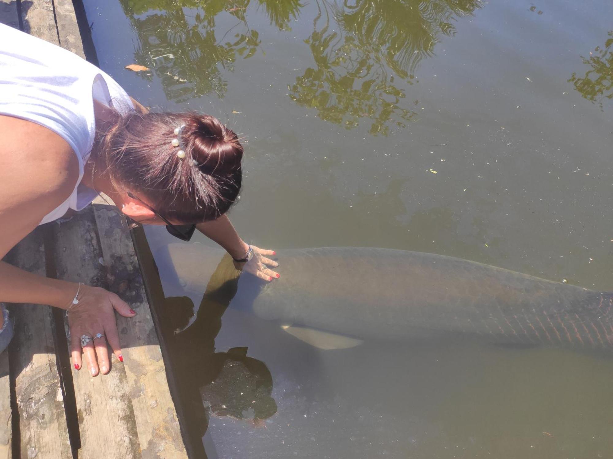 Misahualli Laguna Paikawe B&B Phòng bức ảnh